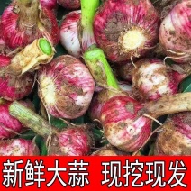 紫蒜头白皮蒜头产地大量上市，保质保量欢迎订购。
