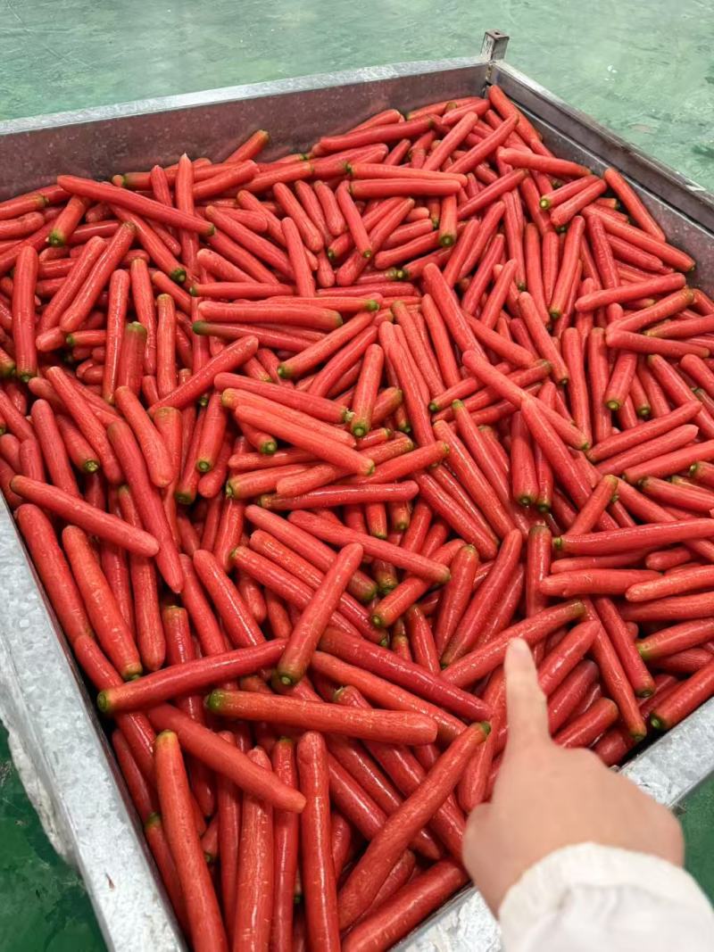 精品秤杆红萝卜产地直销量大质优价格优惠一手货源