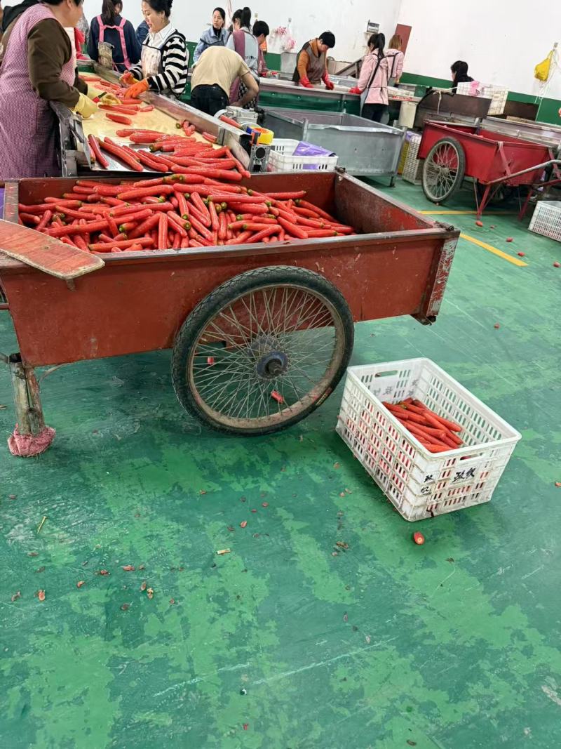 精品秤杆红萝卜产地直销量大质优价格优惠一手货源