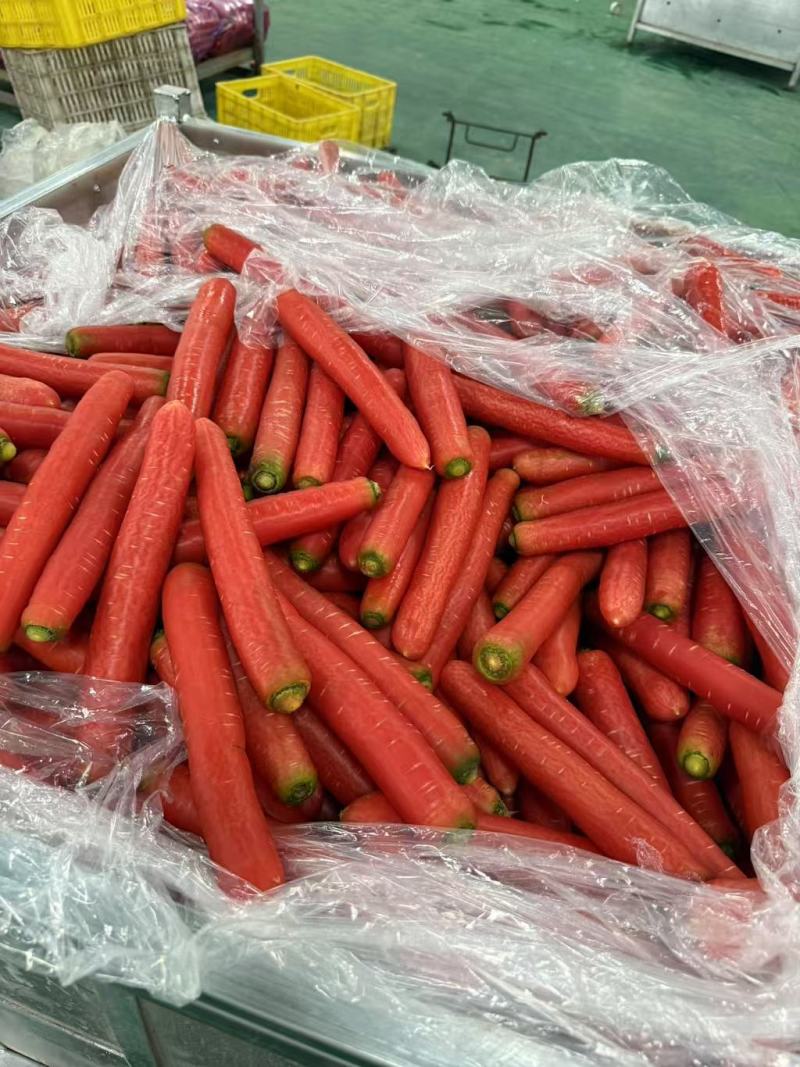精品秤杆红萝卜产地直销量大质优价格优惠一手货源