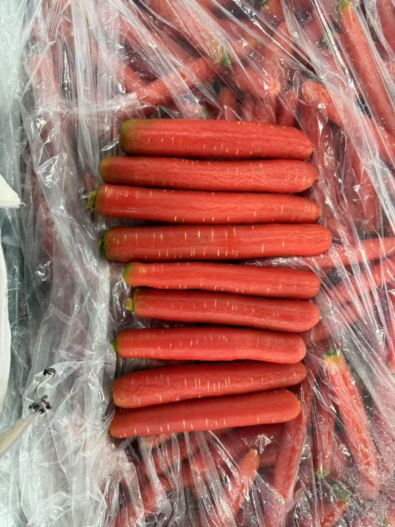 精品秤杆红萝卜产地直销量大质优价格优惠一手货源