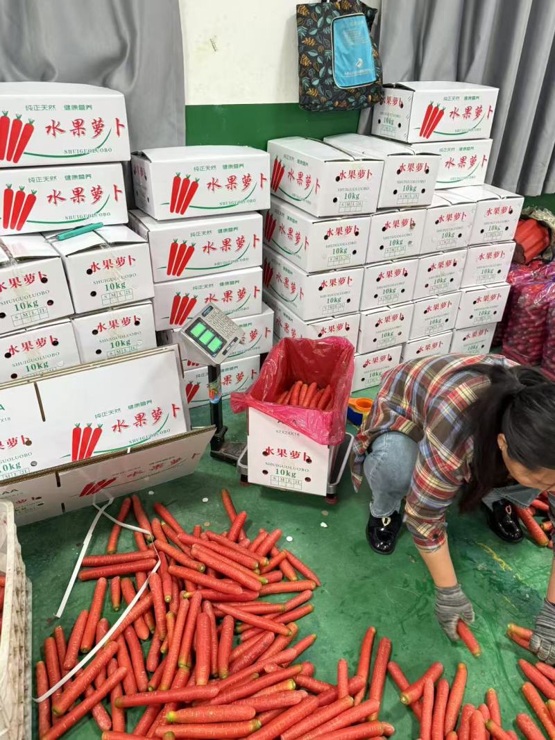 精品秤杆红萝卜产地直销量大质优价格优惠一手货源