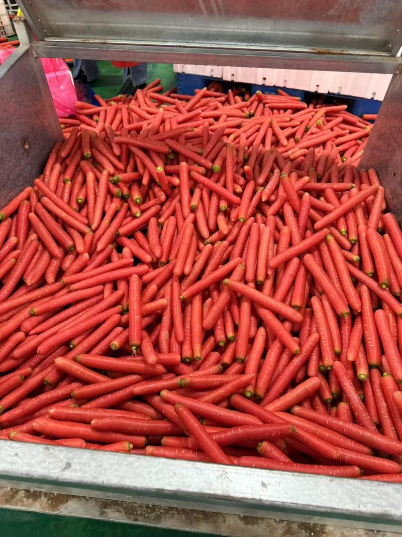 精品秤杆红萝卜产地直销量大质优价格优惠一手货源