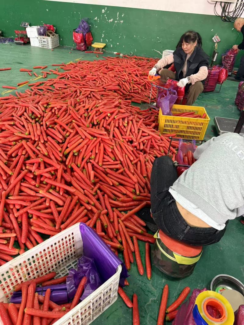 实力推荐秤杆红萝卜大棒萝卜水洗红萝卜产地直发长期供货