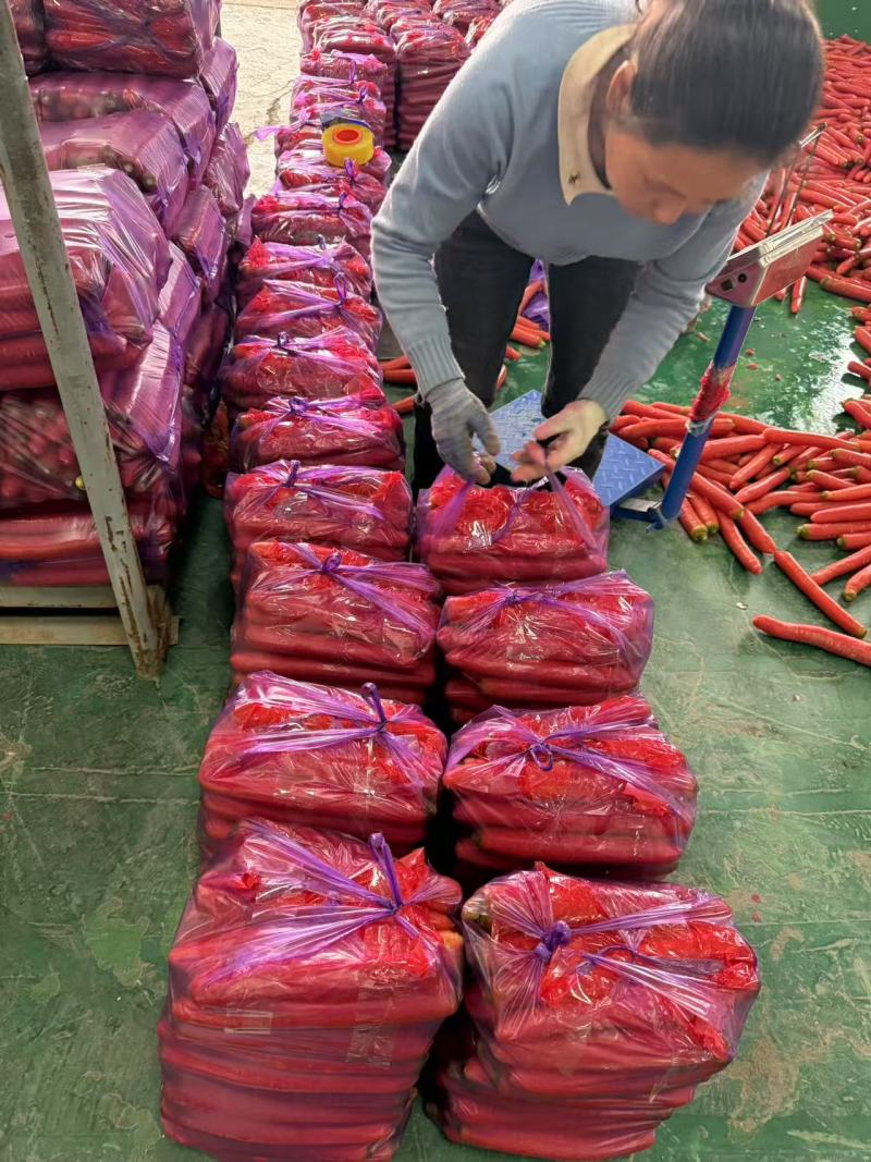 实力推荐秤杆红萝卜大棒萝卜水洗红萝卜产地直发长期供货