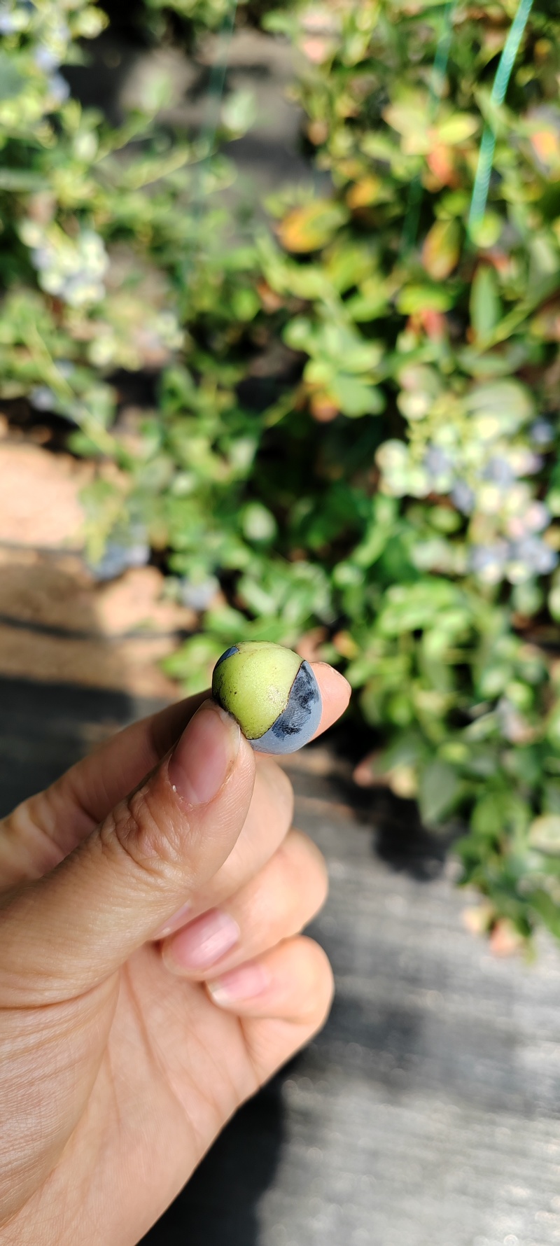 蓝莓