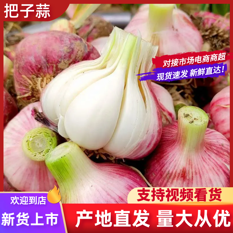 【精品大蒜】通许红皮大蒜把子蒜新蒜大量上市鲜蒜