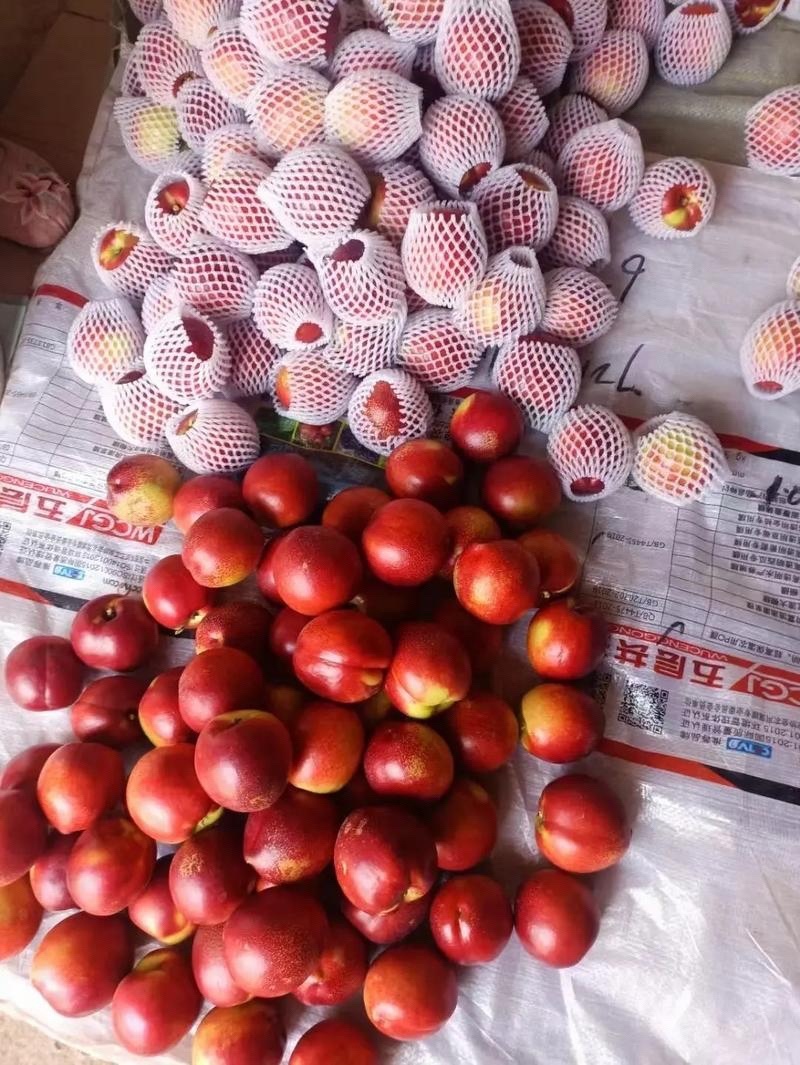 中油4号油桃山东大棚油桃货源充足