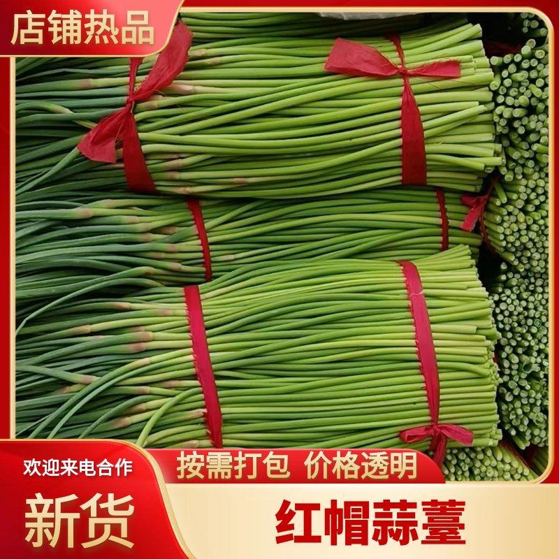 精品蒜苔红帽蒜薹河南通许蒜苔产地直发可视频看货