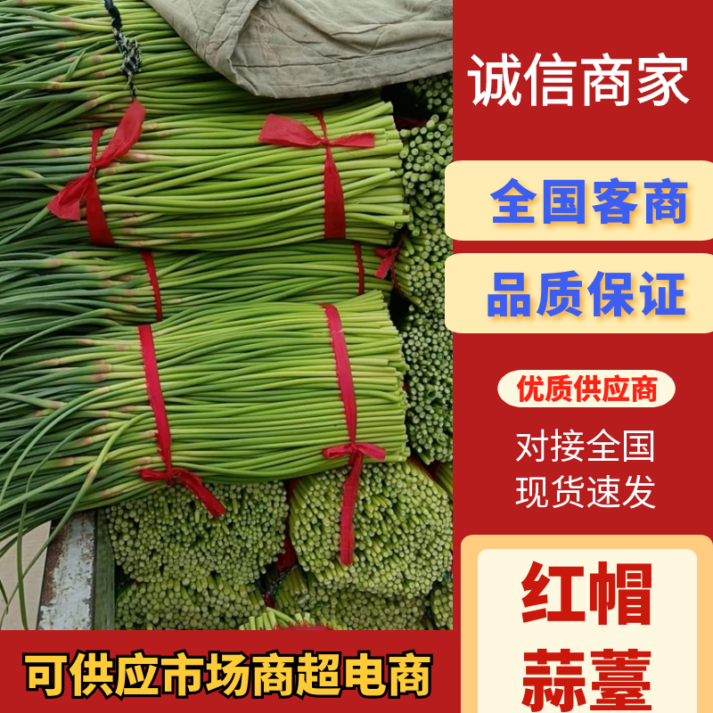 精品蒜苔红帽蒜薹河南通许蒜苔产地直发可视频看货