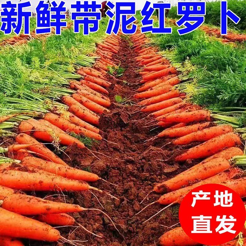 电商市场超市精品泥红萝卜，土货，水洗中条，精品箱子，小条…