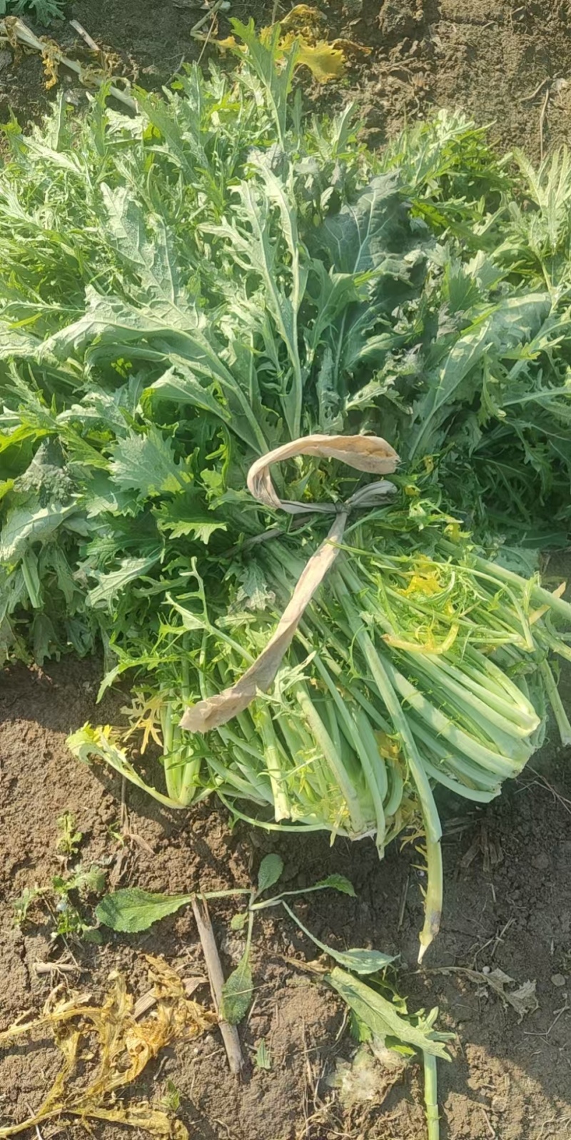 梅干菜，农户自种自销，欢迎合作共赢