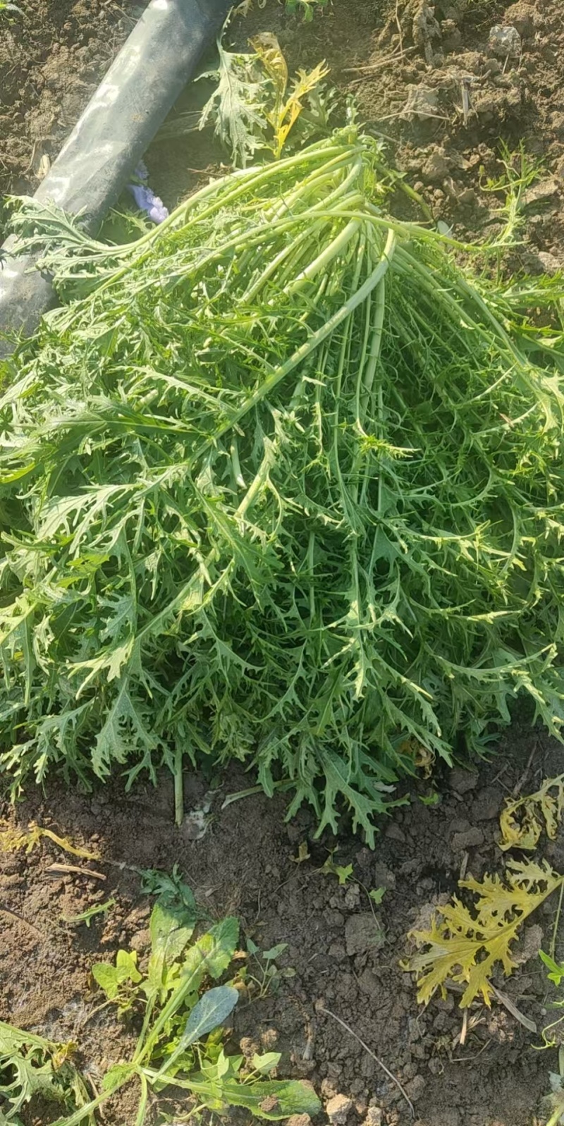 梅干菜，农户自种自销，欢迎合作共赢
