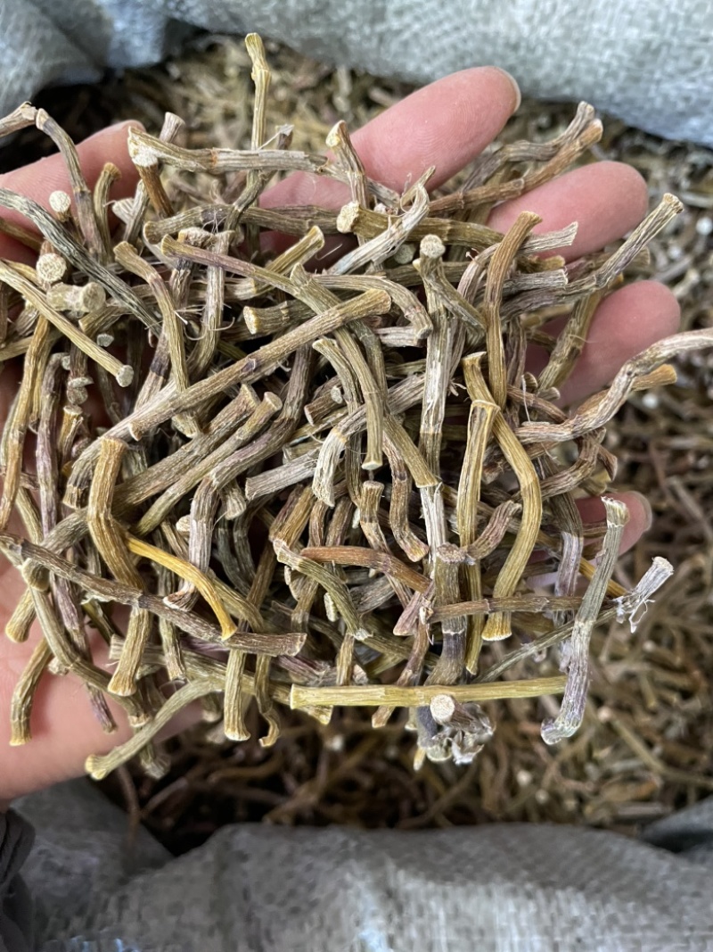 铁皮石斛寸条1斤也是批发价
