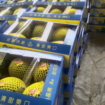 头荐特小风西瓜大量上市