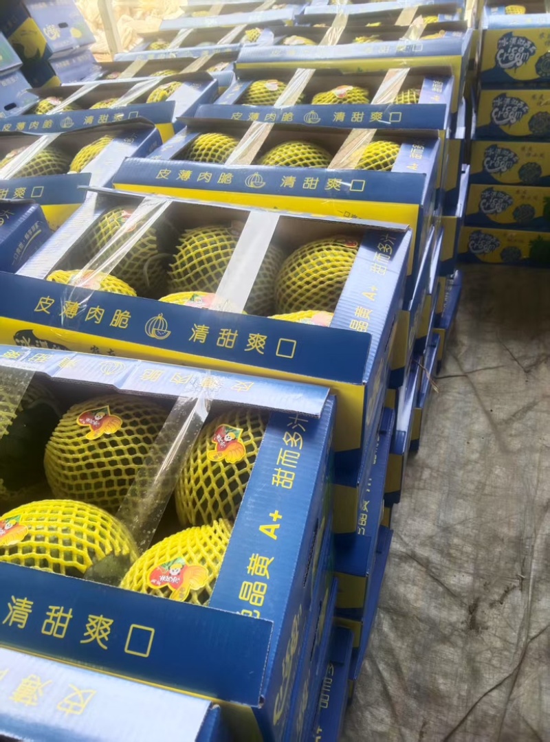 头荐特小风西瓜大量上市
