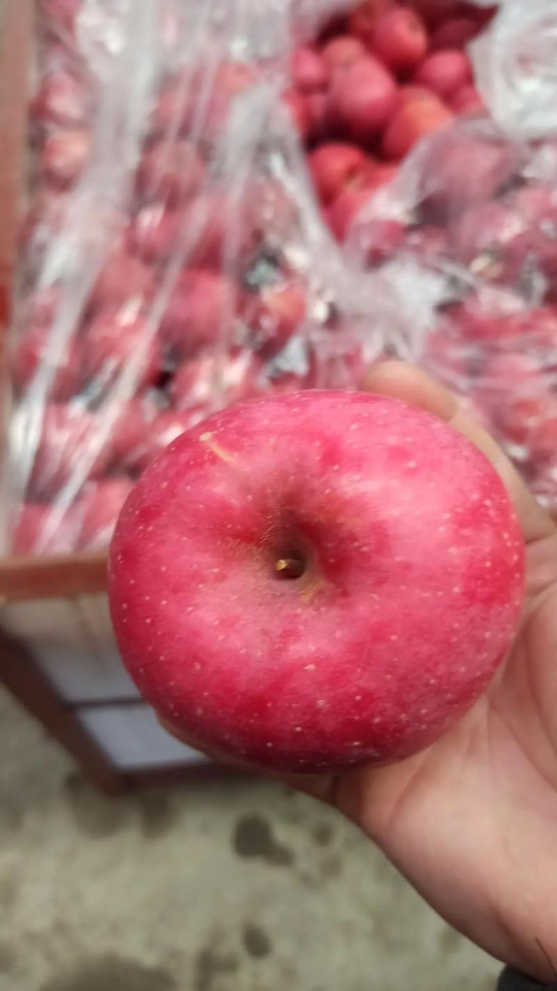 山东冷库红富士苹果，货源充足，质量保证全国发货