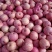 山东水晶红富士苹果,货源充足,保质保量全国发货