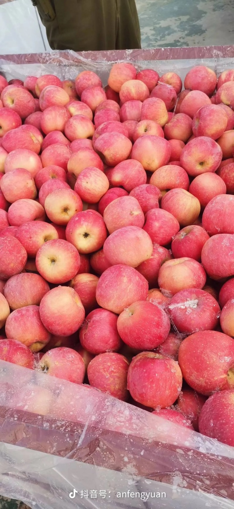山东冷库红富士苹果大量供应货源充足保质保量