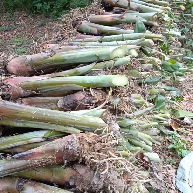 高州粉蕉不死苗大量供应。