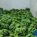 高州粉蕉不死苗大量供应。