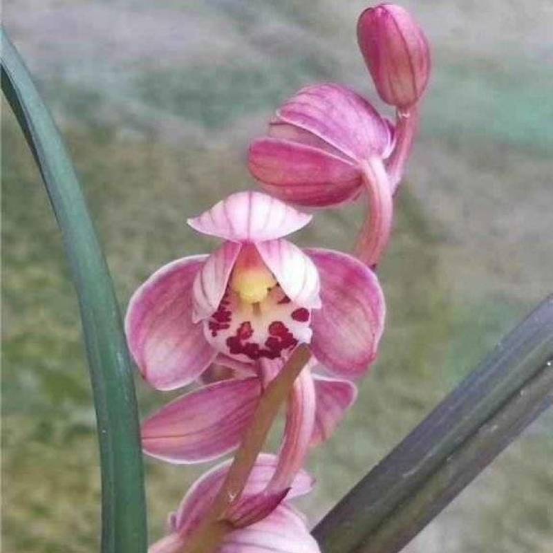 红草