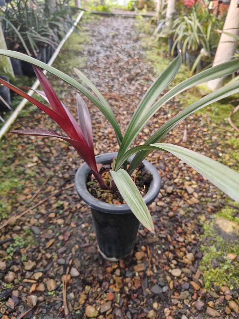 红草