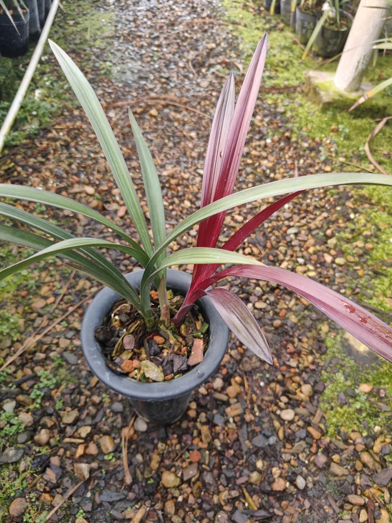 红草