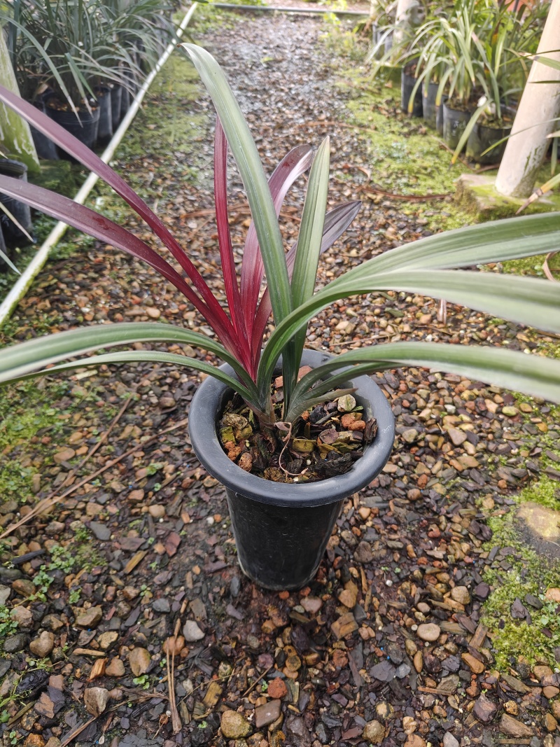 红草