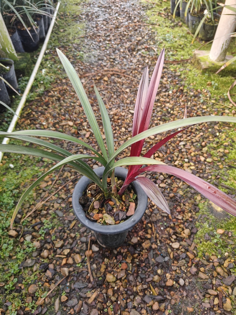 红草