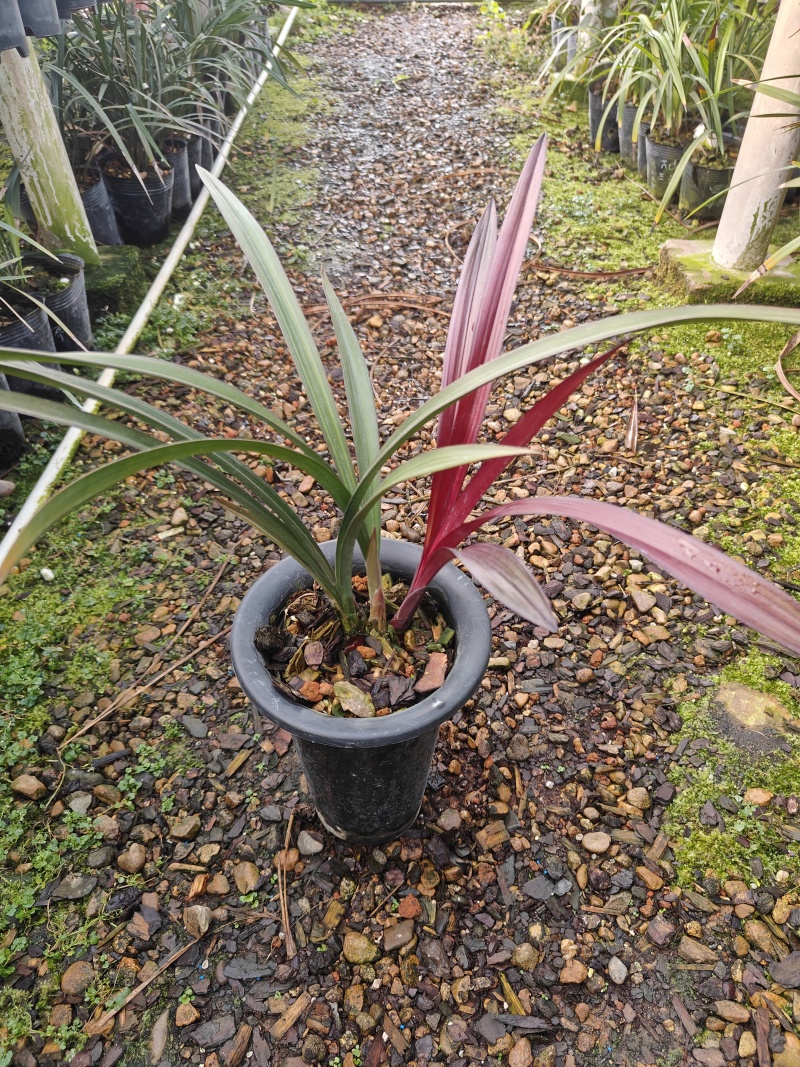 红草
