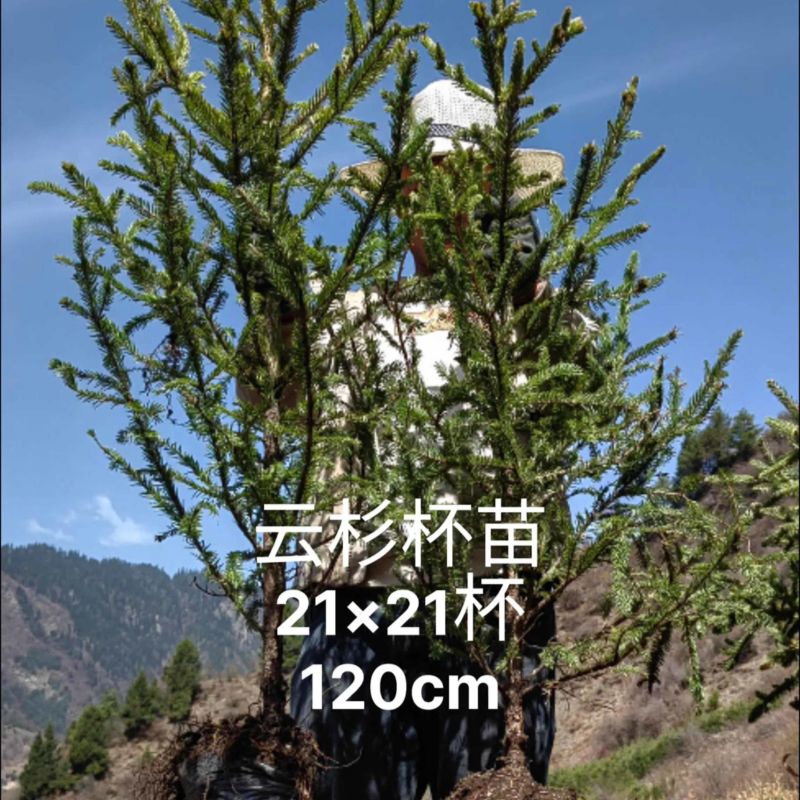 21杯云杉80起步