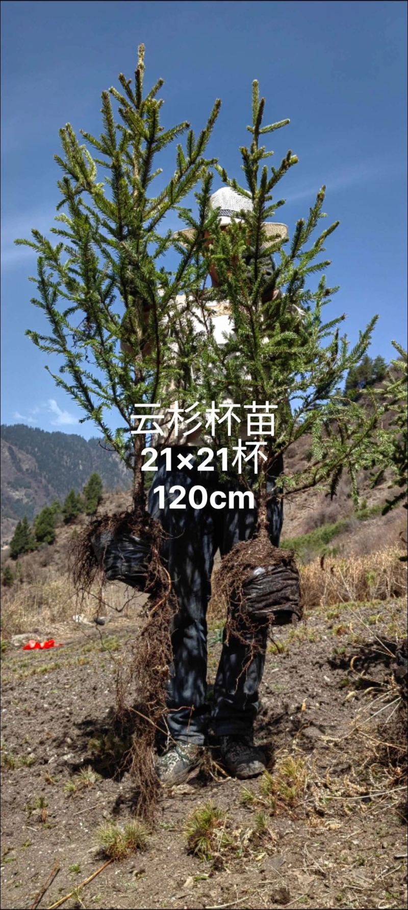21杯云杉80起步
