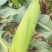 花糯676