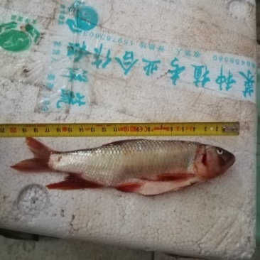 马口鱼