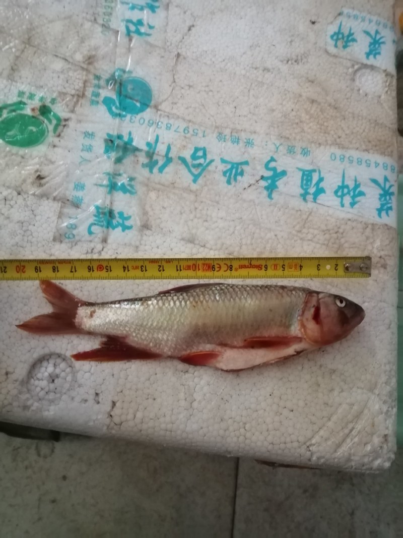 马口鱼