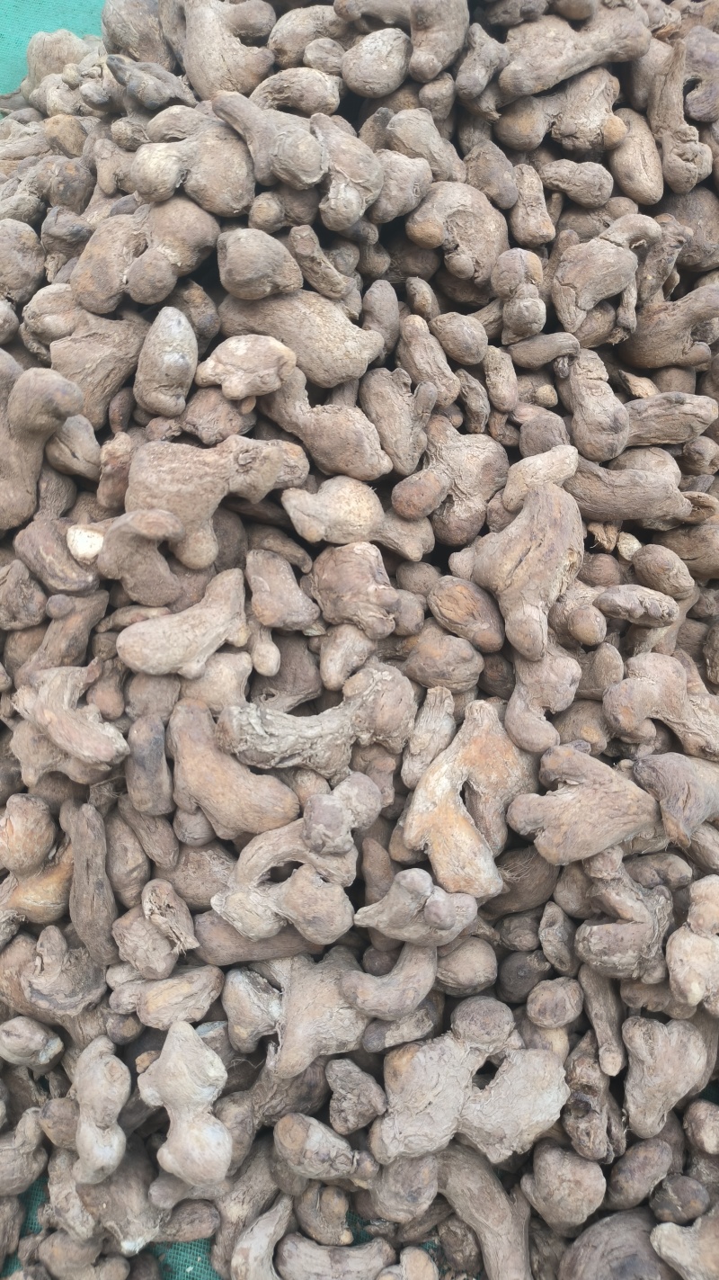 炮姜干姜药材批发炮姜质量保证量大从优