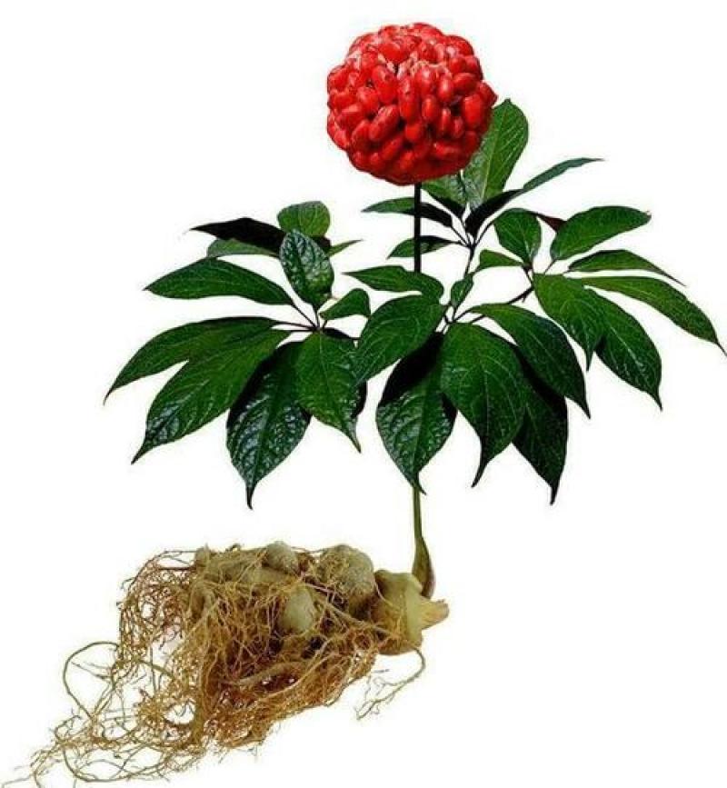 三七根
