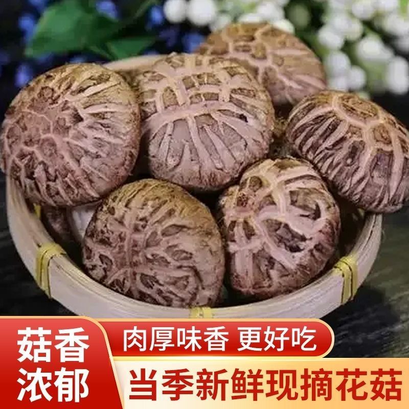 【优选】河南三门峡香菇-茶花菇-产地直发-量大从优