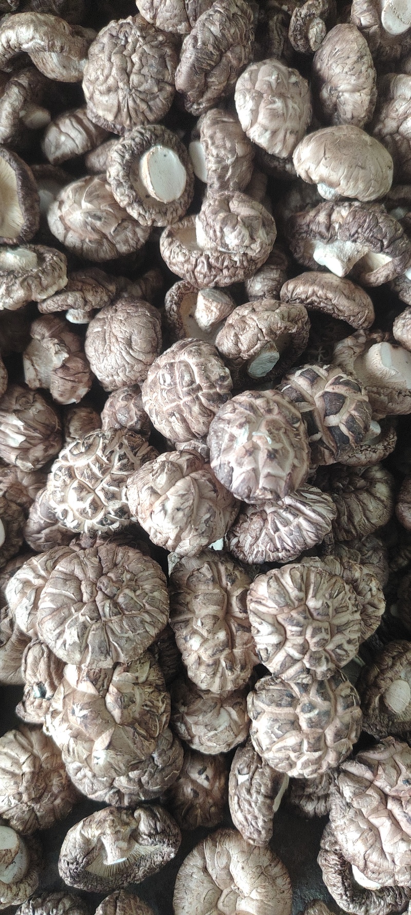 【优选】河南三门峡香菇-茶花菇-产地直发-量大从优