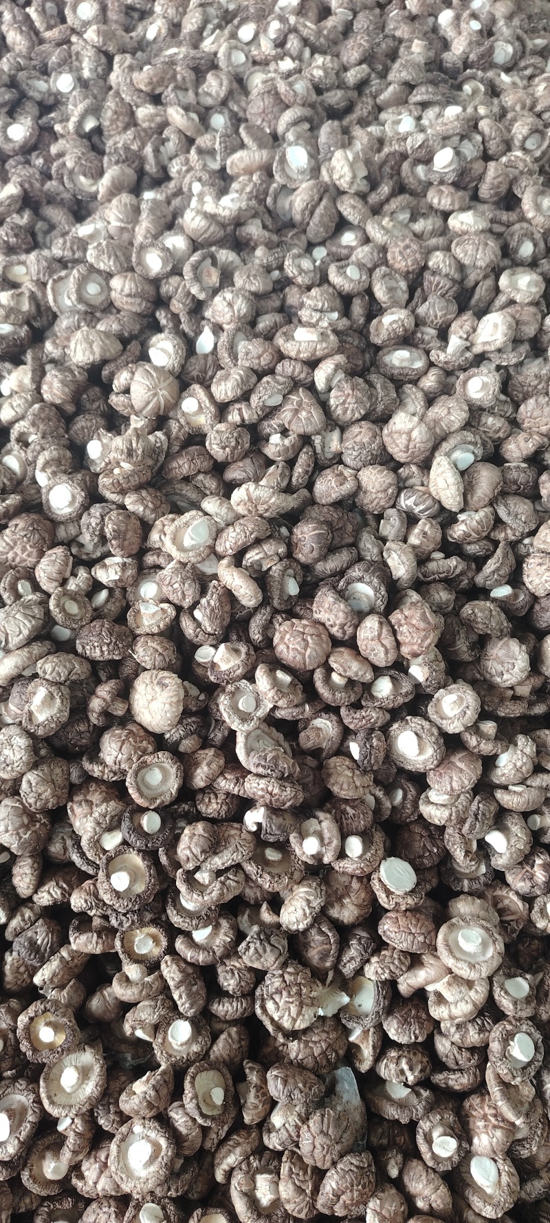 【优选】河南三门峡香菇-茶花菇-产地直发-量大从优