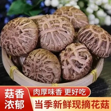 【优选】河南三门峡香菇-茶花菇-产地直发-量大从优