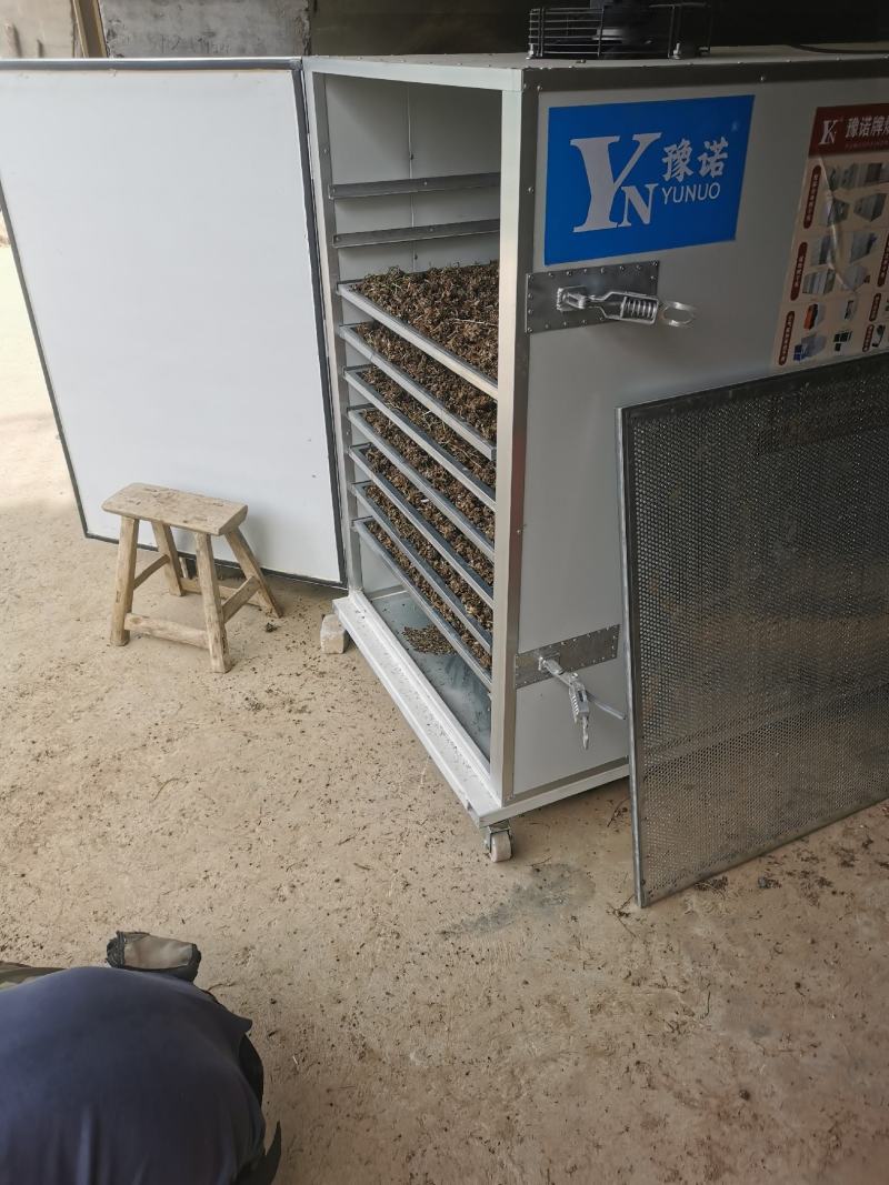 中药猫抓草