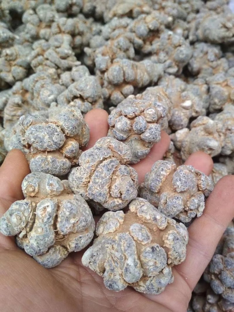 水洗12头带帽文山四年七量大价优/可视频看货/包邮