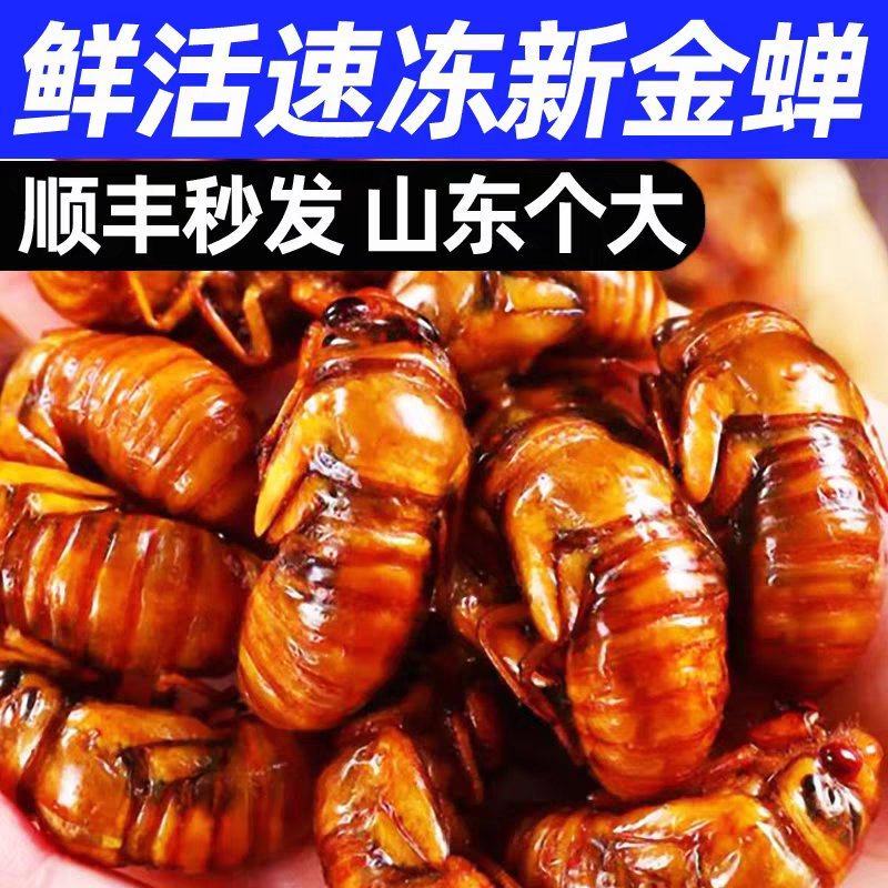 现货新鲜知了猴金蝉蝉蛹鲜活体非即食金蝉爬叉猴子爬蚱结了龟
