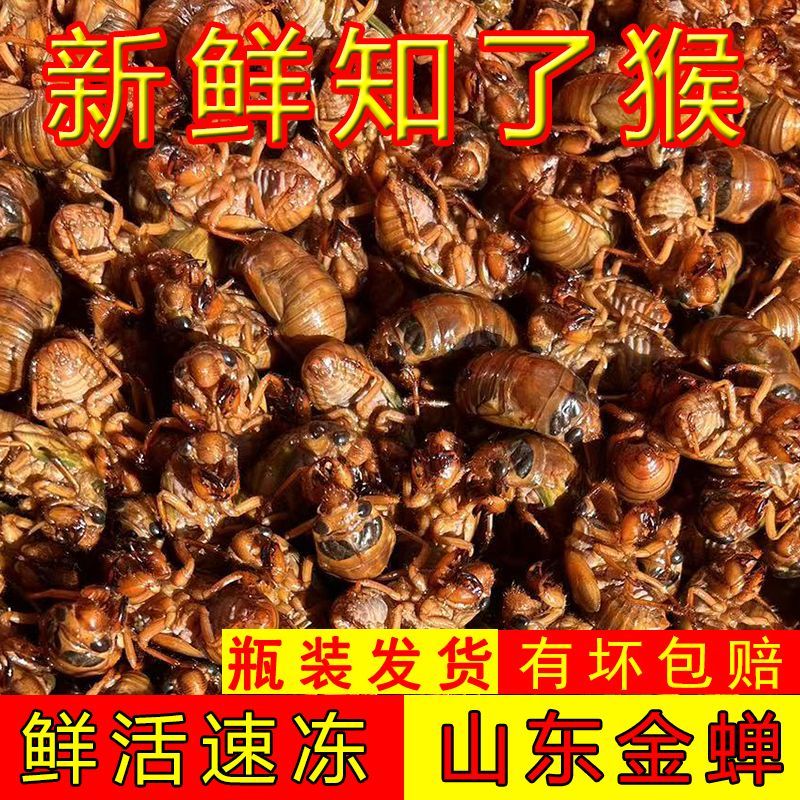 现货新鲜知了猴金蝉蝉蛹鲜活体非即食金蝉爬叉猴子爬蚱结了龟