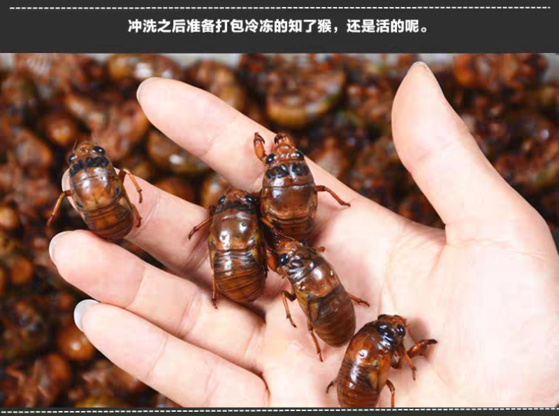 现货新鲜知了猴金蝉蝉蛹鲜活体非即食金蝉爬叉猴子爬蚱结了龟