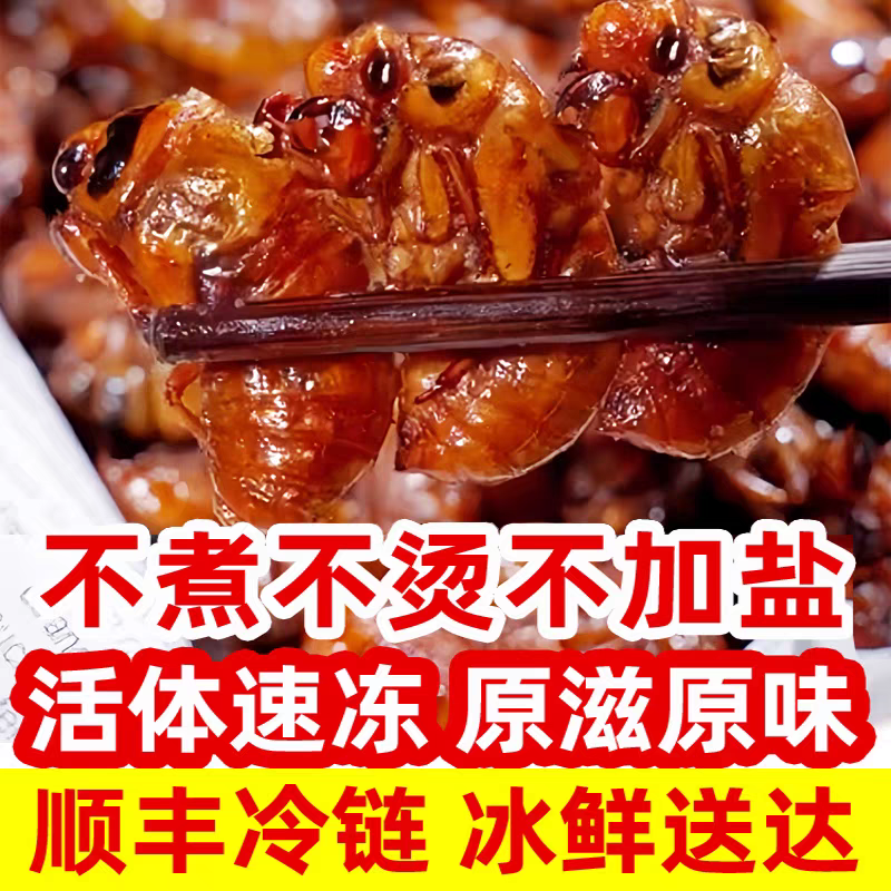 现货新鲜知了猴金蝉蝉蛹鲜活体非即食金蝉爬叉猴子爬蚱结了龟