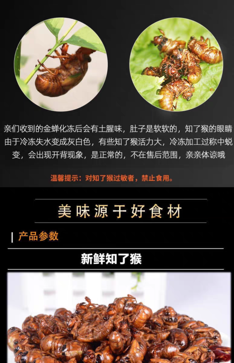 现货新鲜知了猴金蝉蝉蛹鲜活体非即食金蝉爬叉猴子爬蚱结了龟