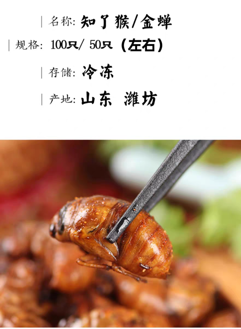 现货新鲜知了猴金蝉蝉蛹鲜活体非即食金蝉爬叉猴子爬蚱结了龟